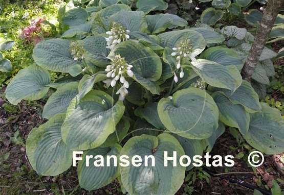 Hosta Bingo